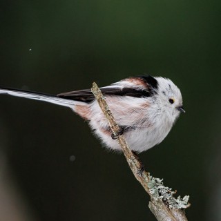 20260221-C72A0641_crop_2048