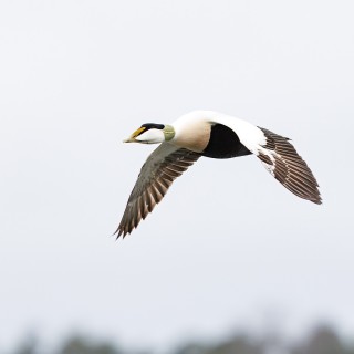 20260406-C72A6254_crop_2048