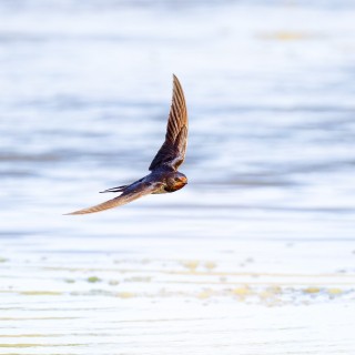 20260626-IMG_2295-2_crop_2048